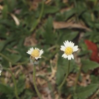 Tridax procumbens L.